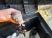 Ferret kits for sale