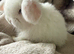 Blue eyed white babys.