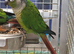 Baby Green Cheek Conure
