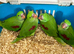 Hand Reared Tame .Talking Baby Alexandrian Parrots