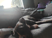 Staffordshire bull terrier cross