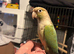Hand-Reared Conure