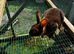 Mini Rex