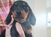 Dachshund puppys for sale