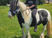 12hh riding mare