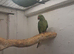 Young Indian ringnecks