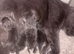 Beautiful British Shorthair Kittens