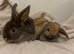 Beautiful litter Available for their Forever Homes