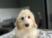 Bluebell 2 f1b cockapoo boys ready to be viewed
