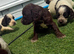 Cocker spaniel puppies