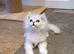 Beautiful Pedigree Chinchilla Persian Kitten.