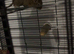 2 Degus for sale