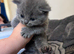 British blue longhair girls ready 21/6/26