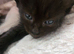 REDUCED Ready NOW Beautiful babies ready next week, these kittens are absloutely stunning