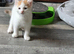 Ginger and white kittens