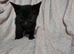 Adorable Kittens Looking for Loving Forever Homes!