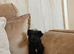 Shibu cross cockapoo