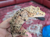 Super Dalmatian crested gecko
