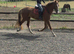 Dutch KWPN Mare