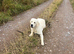 Golden retriever boy