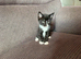 Black and white kitten
