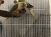Breeding pair