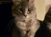 Maine Coon TICA registered Champiom Bloodline Kittens for Sale