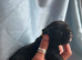 Pedigree French bulldog puppies.