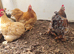 Pekin cockerels