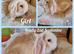 Mini lop kits available to reserve