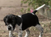 Stunning KC reg Pointers 2 girls left