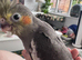 Adorable hand reared cockatiels