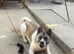 4 year old female Akita