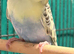 Young Budgies 8 to 10 Weeks Old Available Runcorn Area