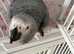 Baby African grey Glasgow