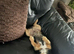 rehoming