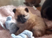 Pomeranian puppies