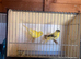 Breeding pair of Yorkshire canary’s