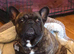 International Champion French Bulldog Available for Stud - IMPORTED