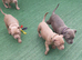 American bully s looking for there forever Holmes
