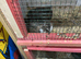 Jumbo quail
