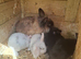 Baby rabbits and 1 older male