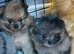 Tiny Pomeranian puppies