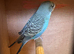 Mixed budgies