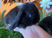 Mini lop pure. Bred