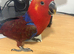 Hand Reared Female Eclectus Parrot