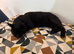 Black male cat very affectionate