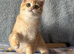 TICA Beautiful British Shorthair Kittens