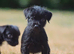 READY NOW!!! Adorable Patterdale terrier puppies