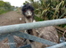 Emus